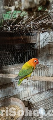 Love bird male